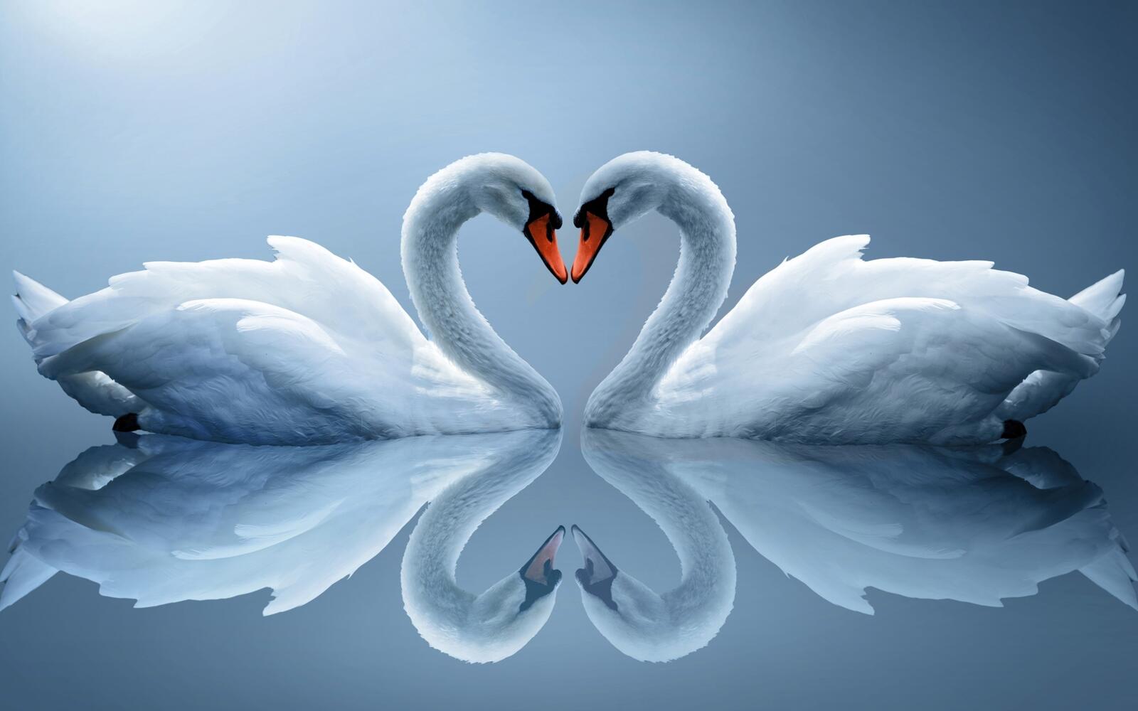 Wallpapers swans couple heart reflection white birds on the desktop
