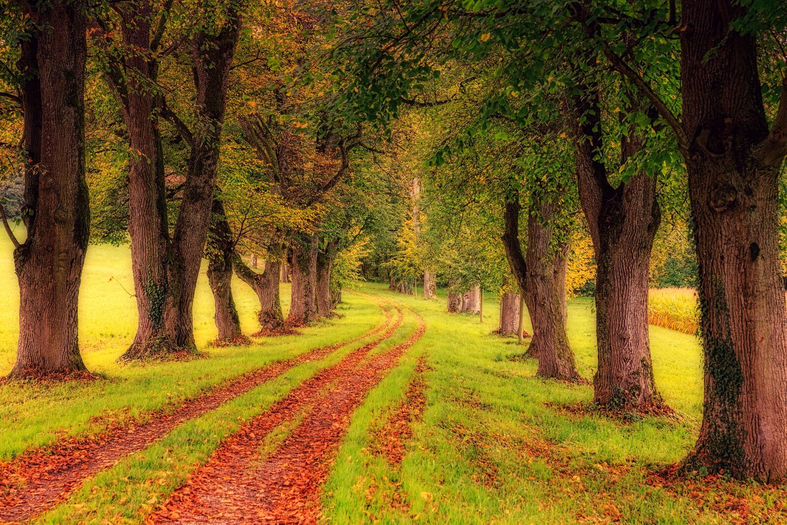 Wallpapers road nature alley on the desktop