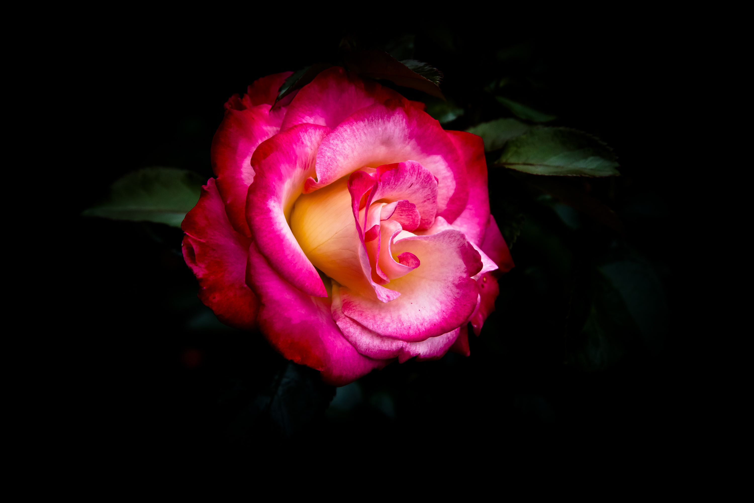 Wallpapers flower pink petals lonely rose on the desktop