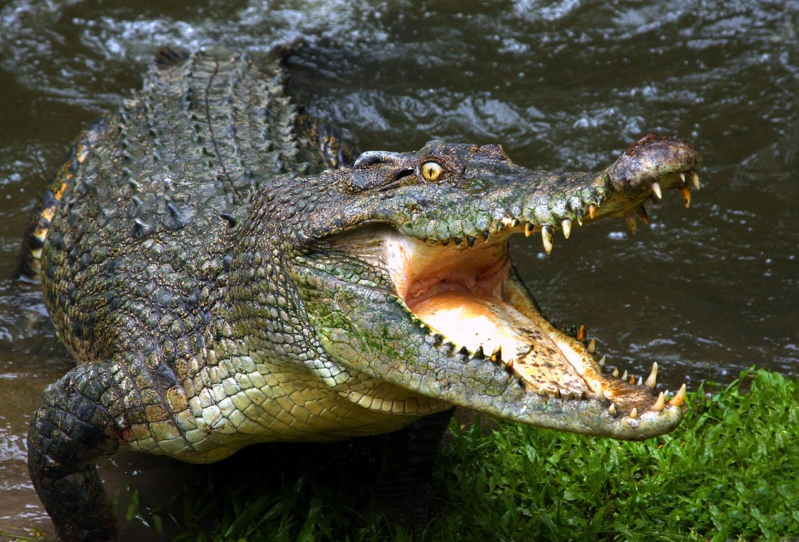 Обои аллигатор крокодил голодный на рабочий стол