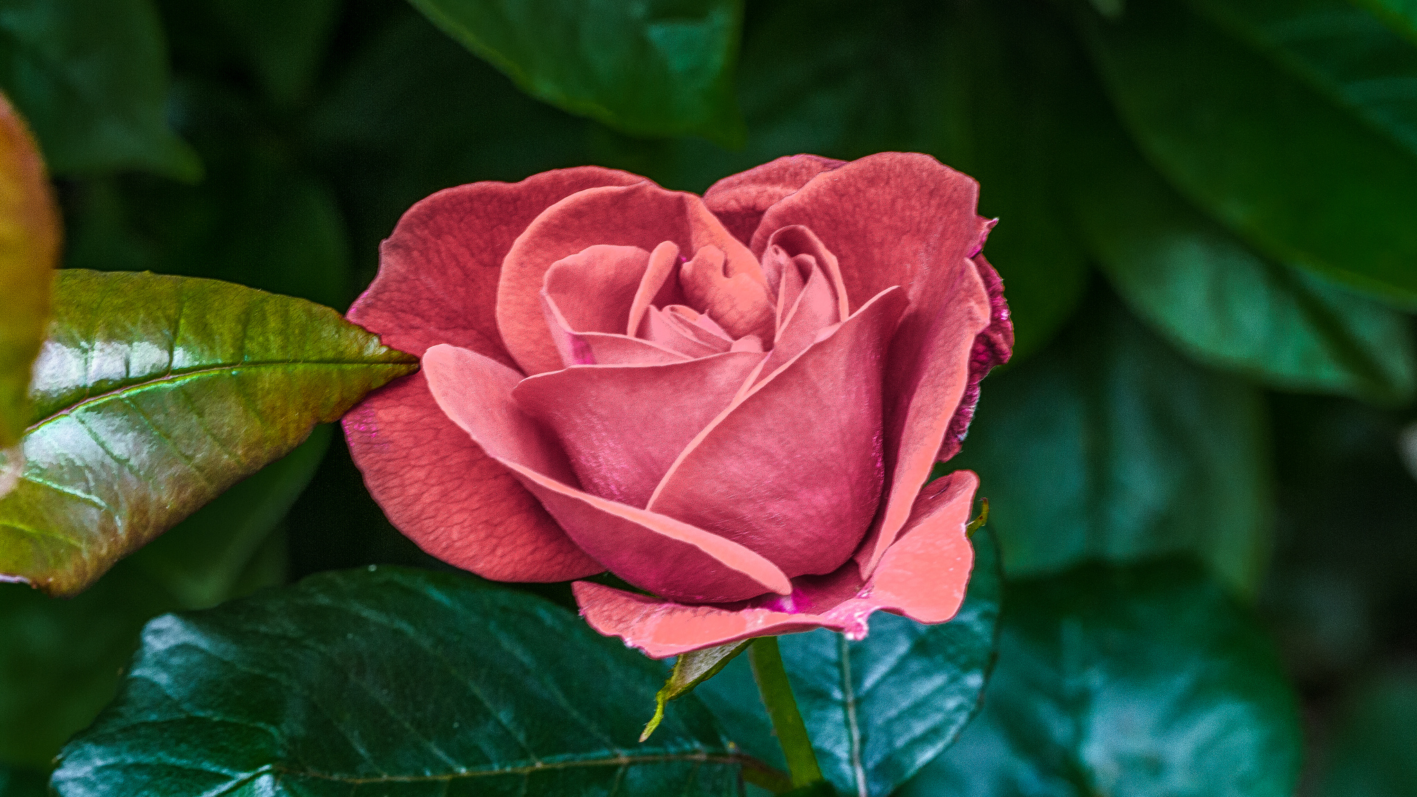 Фото бесплатно розовые бутоны, роза, цветок