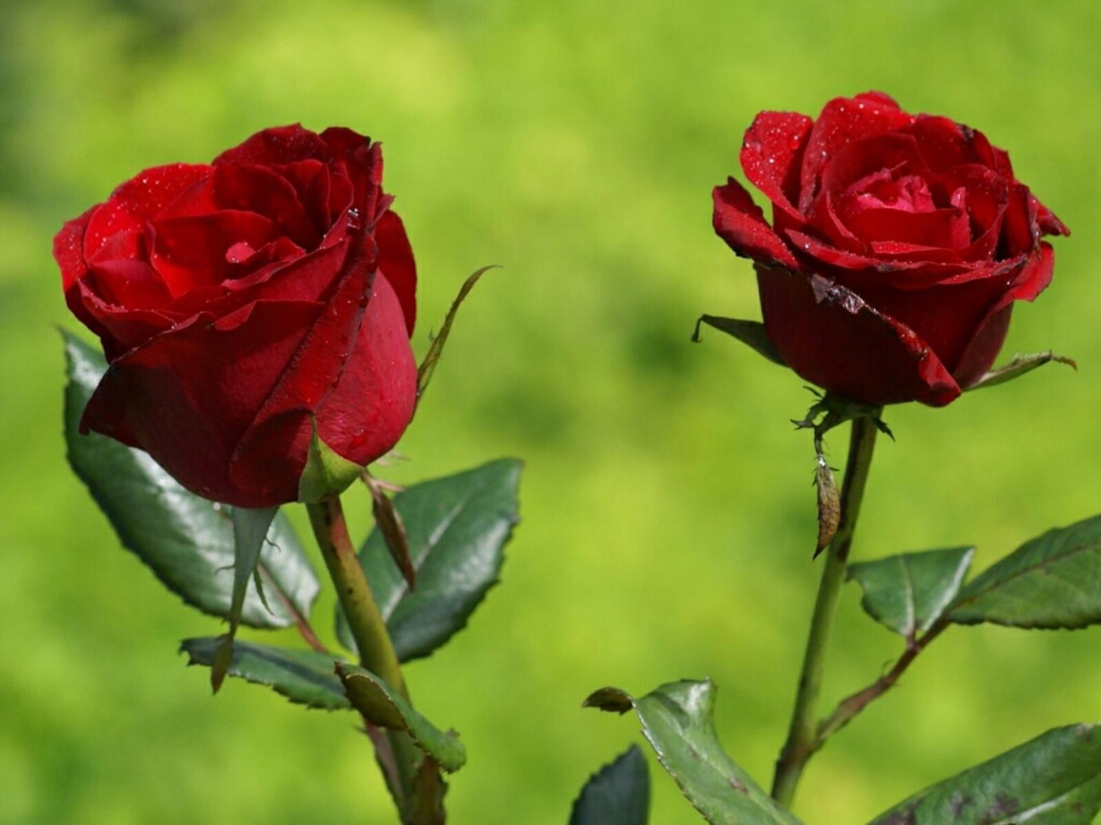 Обои роза красная роза капли дождя на рабочий стол