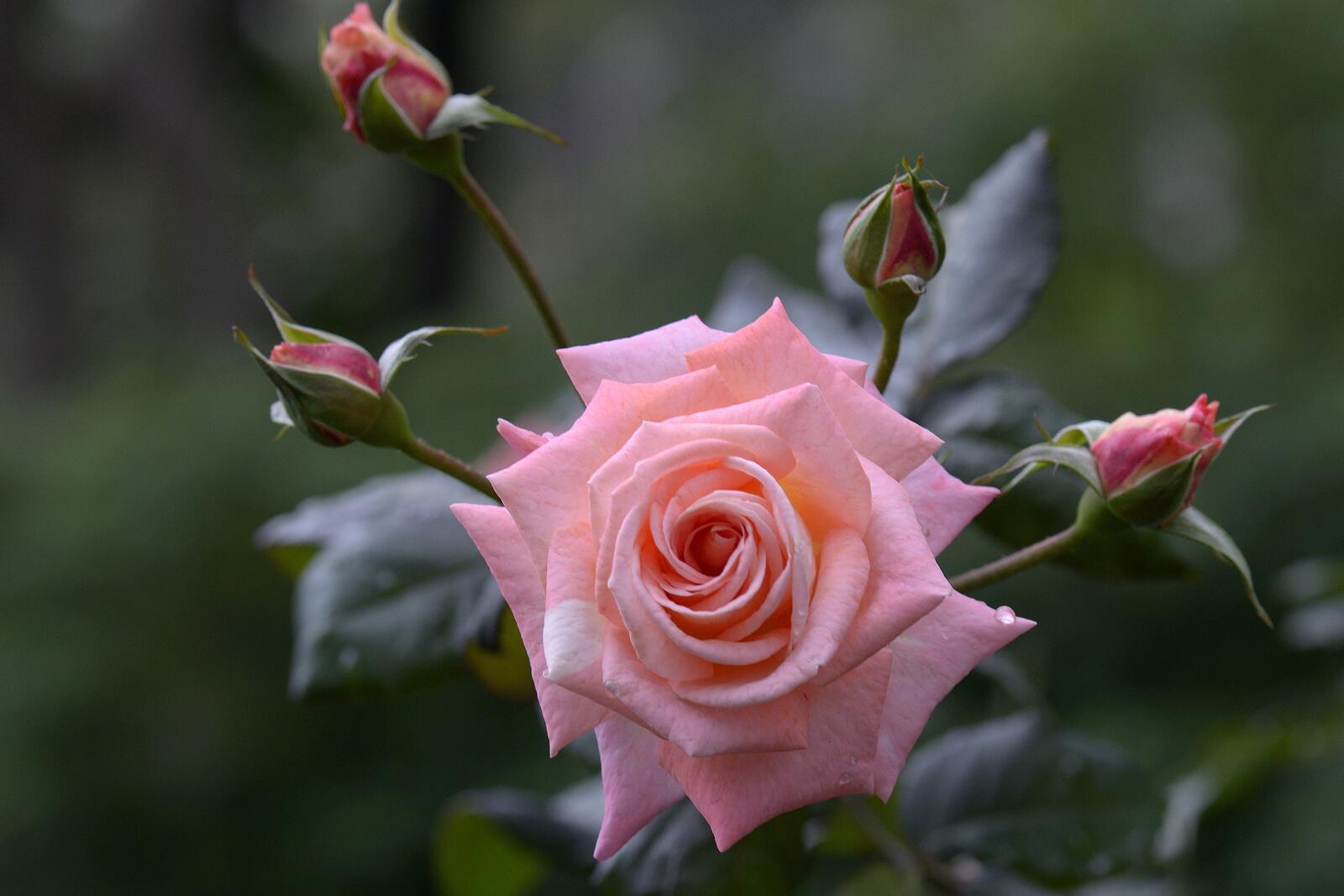 Бесплатное фото Розовая розы и нераскрывшиеся бутоны