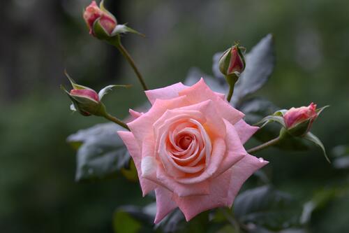Розовая розы и нераскрывшиеся бутоны