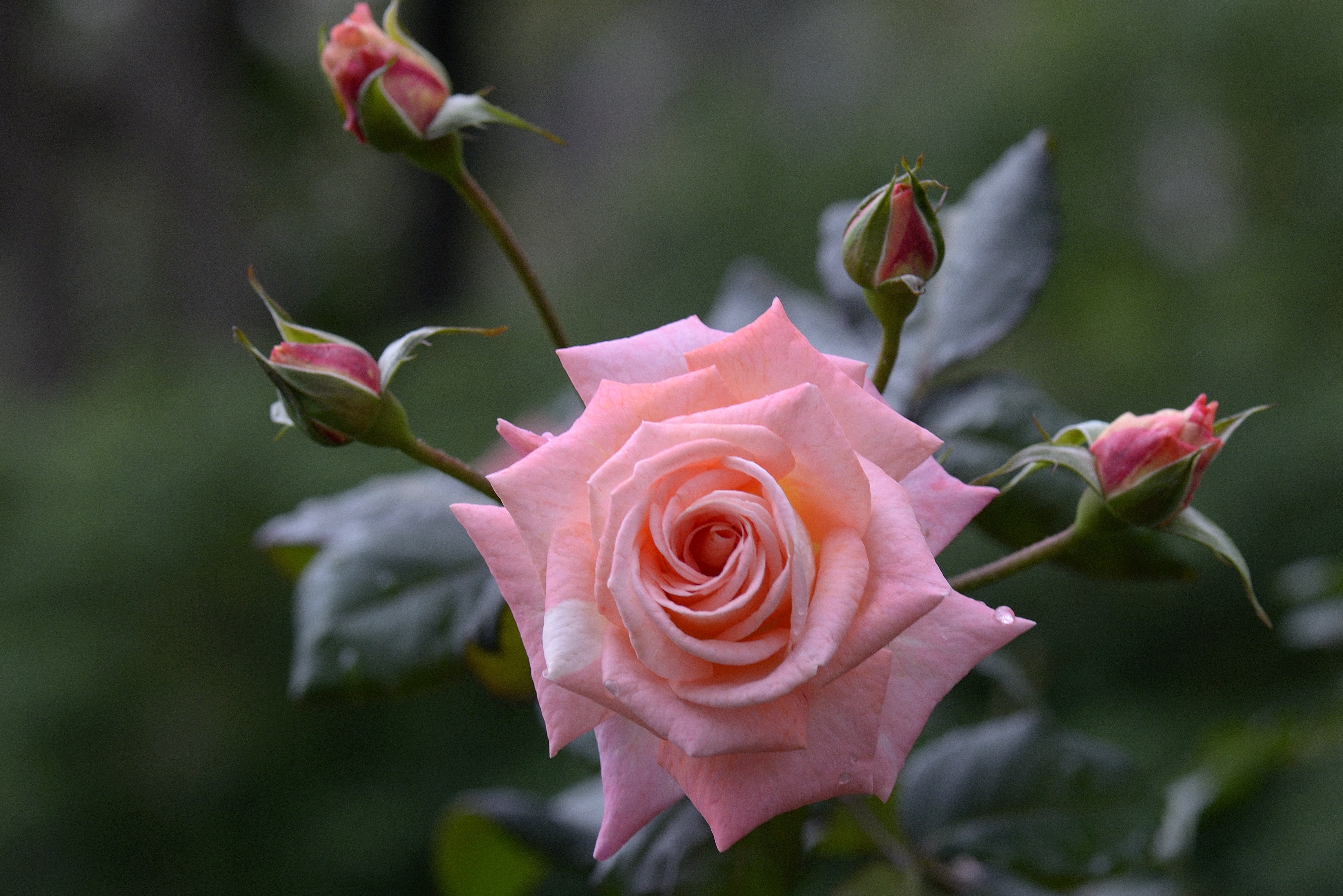 Розовая розы и нераскрывшиеся бутоны · бесплатное фото