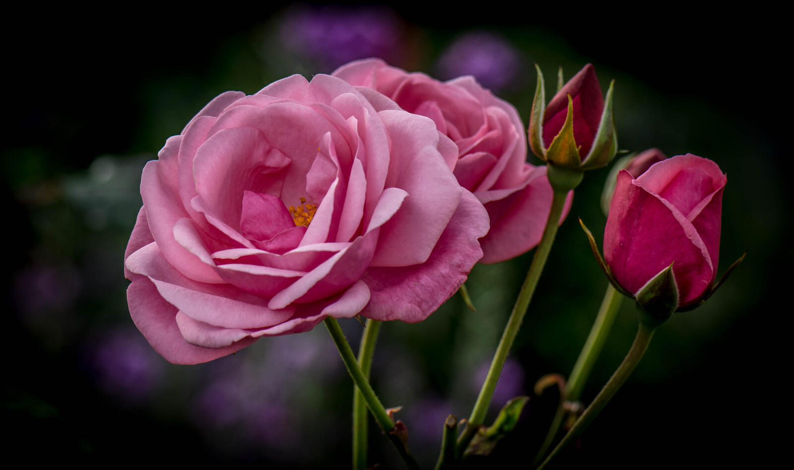 桌面上的壁纸粉红的花朵 粉色花瓣 粉红玫瑰