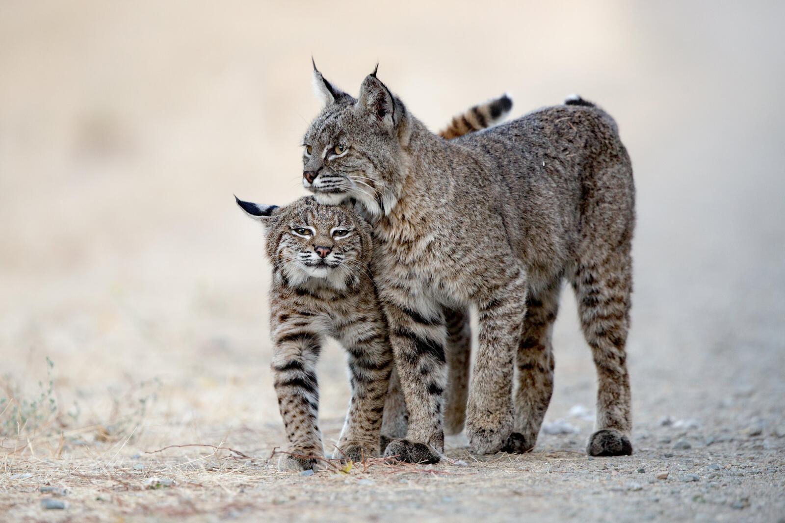 Wallpapers Lynx lynx predator animal on the desktop