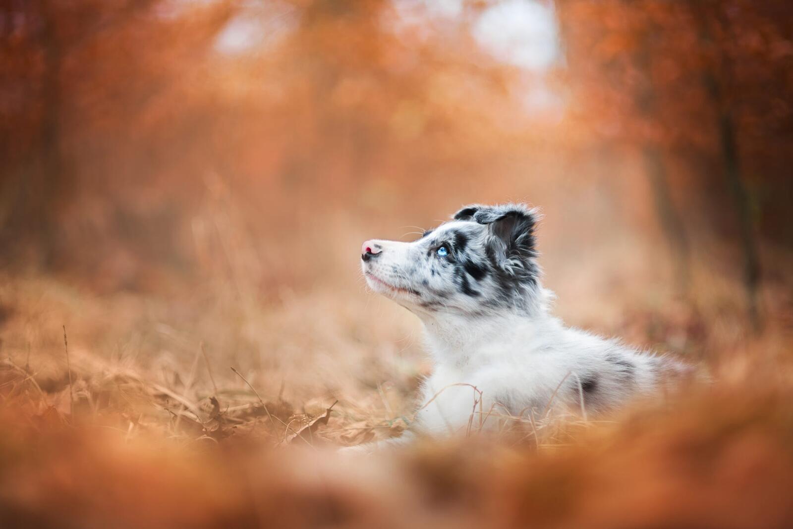 Free photo Puppy and autumn