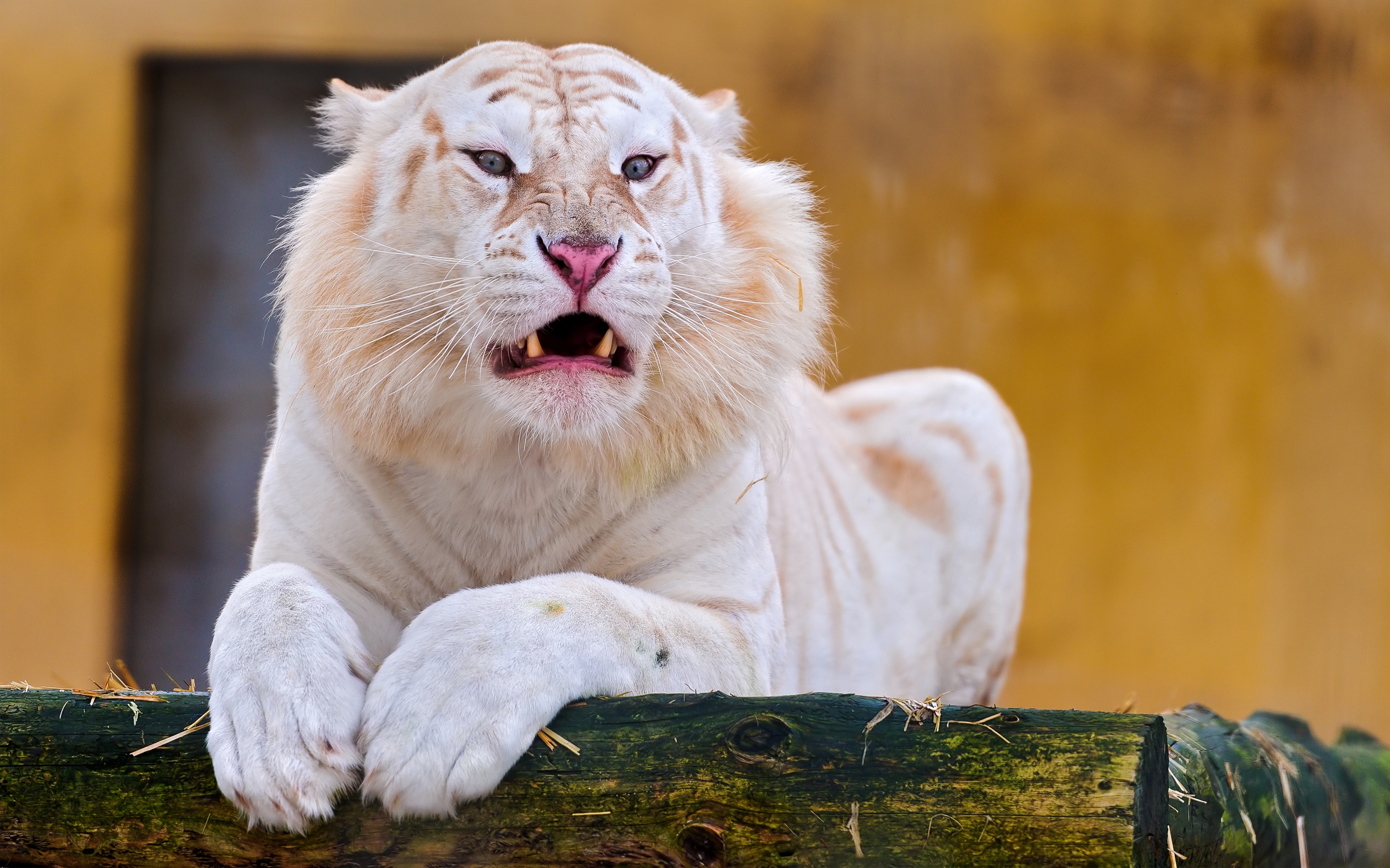 Фото бесплатно белый тигр, зубы, дерево