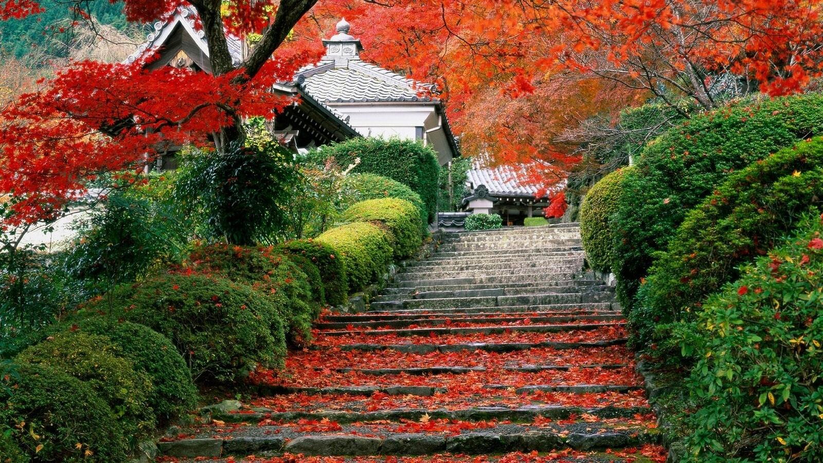Wallpapers autumn garden Japan on the desktop
