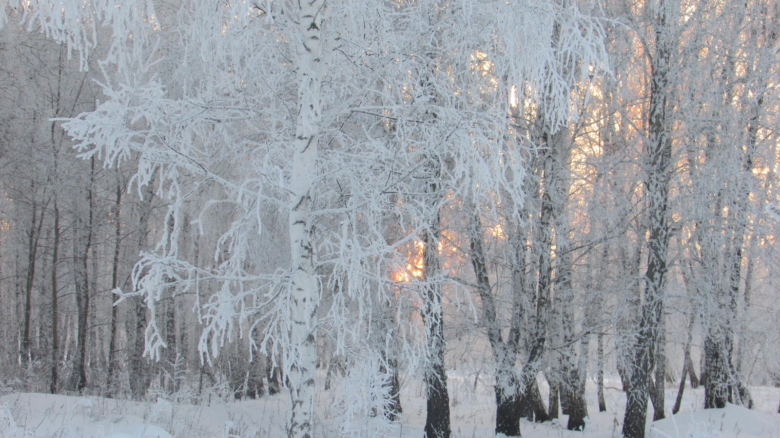 Free photo Birch grove in winter