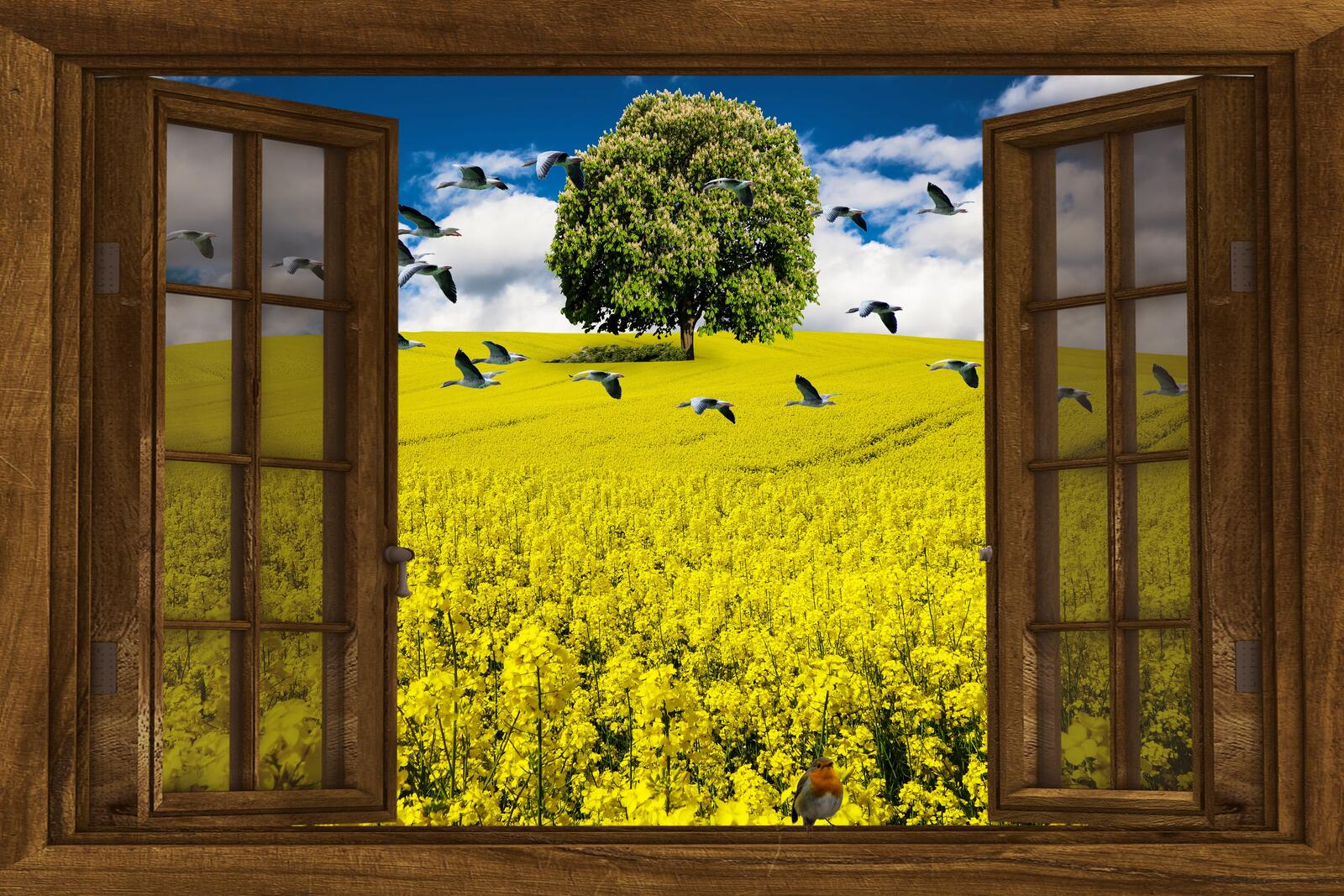 Wallpapers field tree window on the desktop