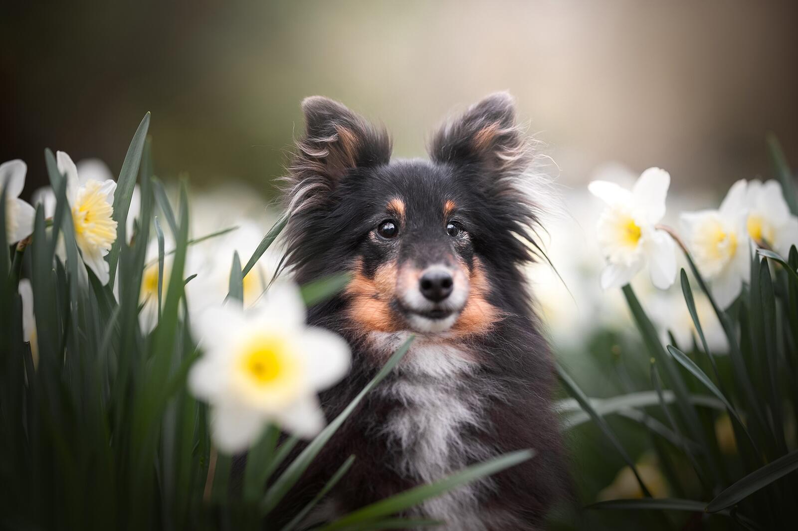 Free photo Sheltie puppy in daffodils