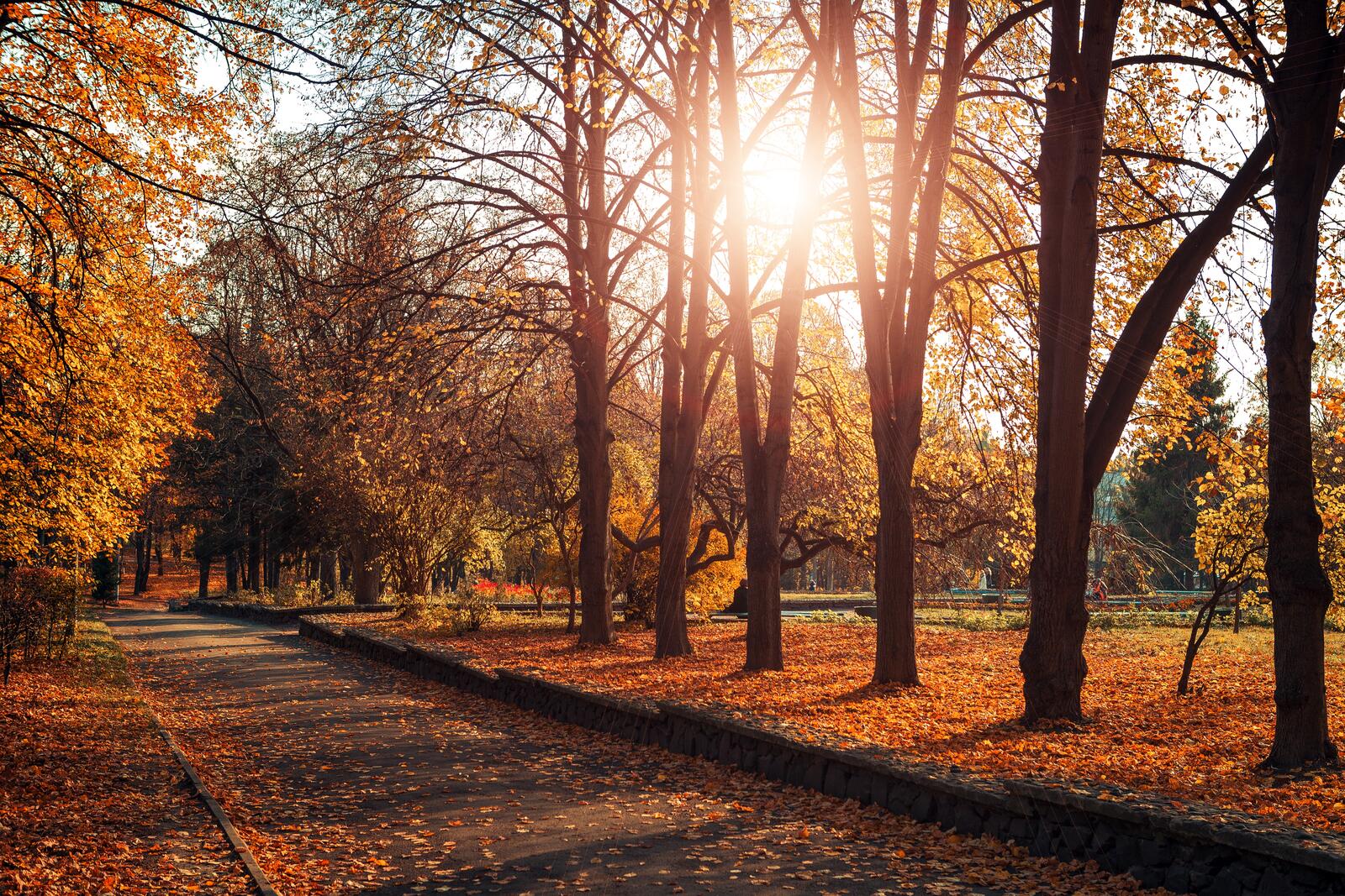 Бесплатное фото Осенний солнечный парк