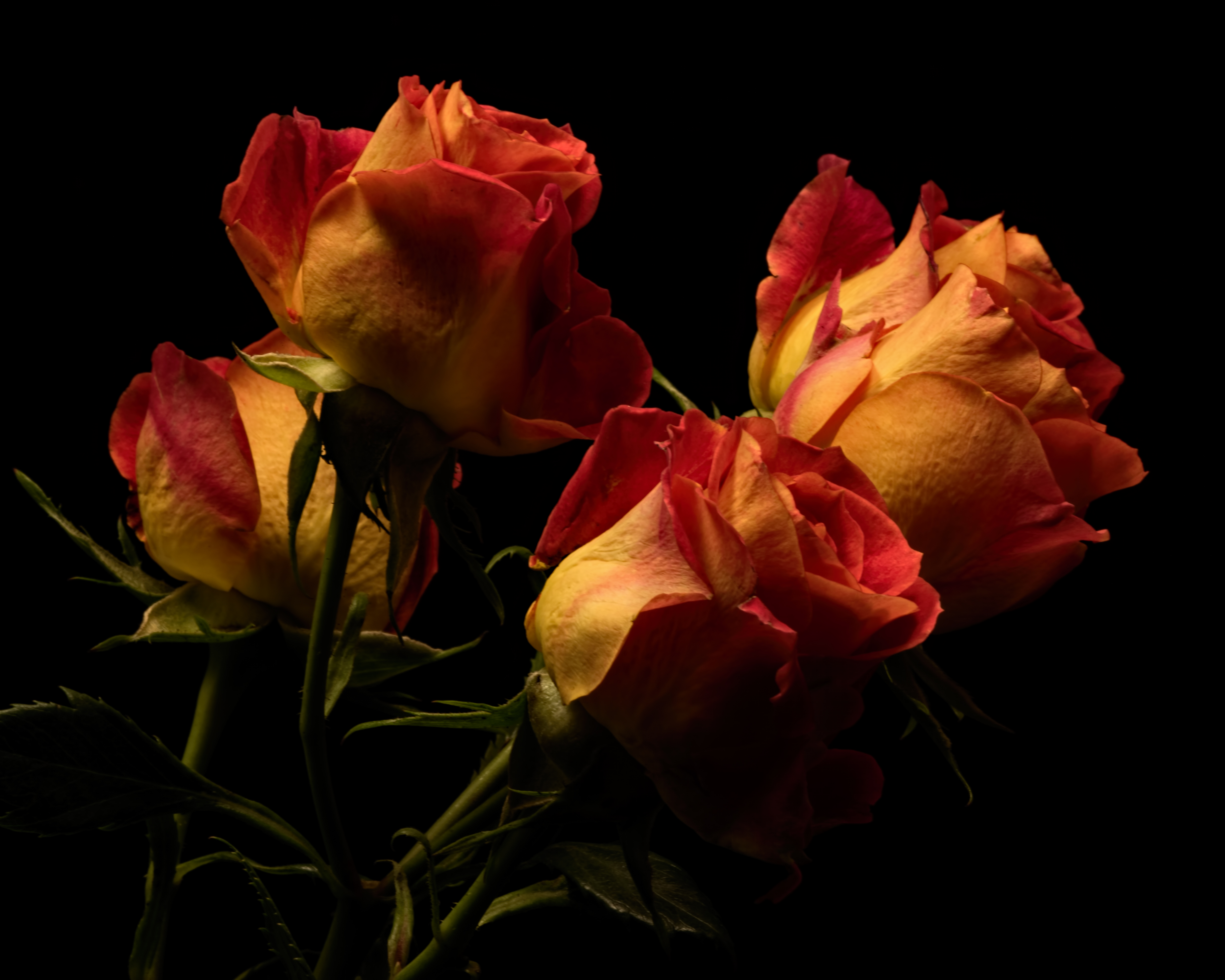 桌面上的壁纸黄玫瑰 玫瑰 玫瑰花束