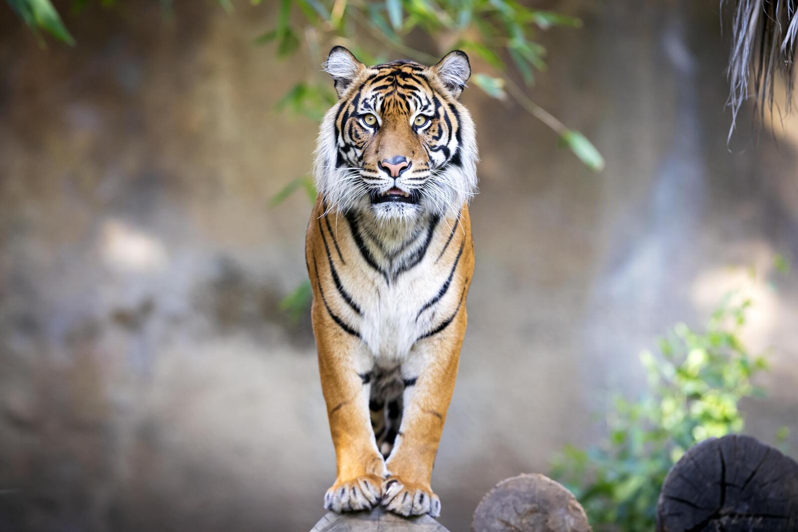 Wallpapers tiger look big cat on the desktop