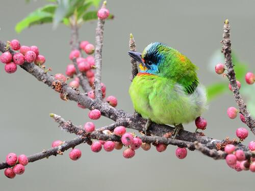 Зеленая птичка сидит на ветке