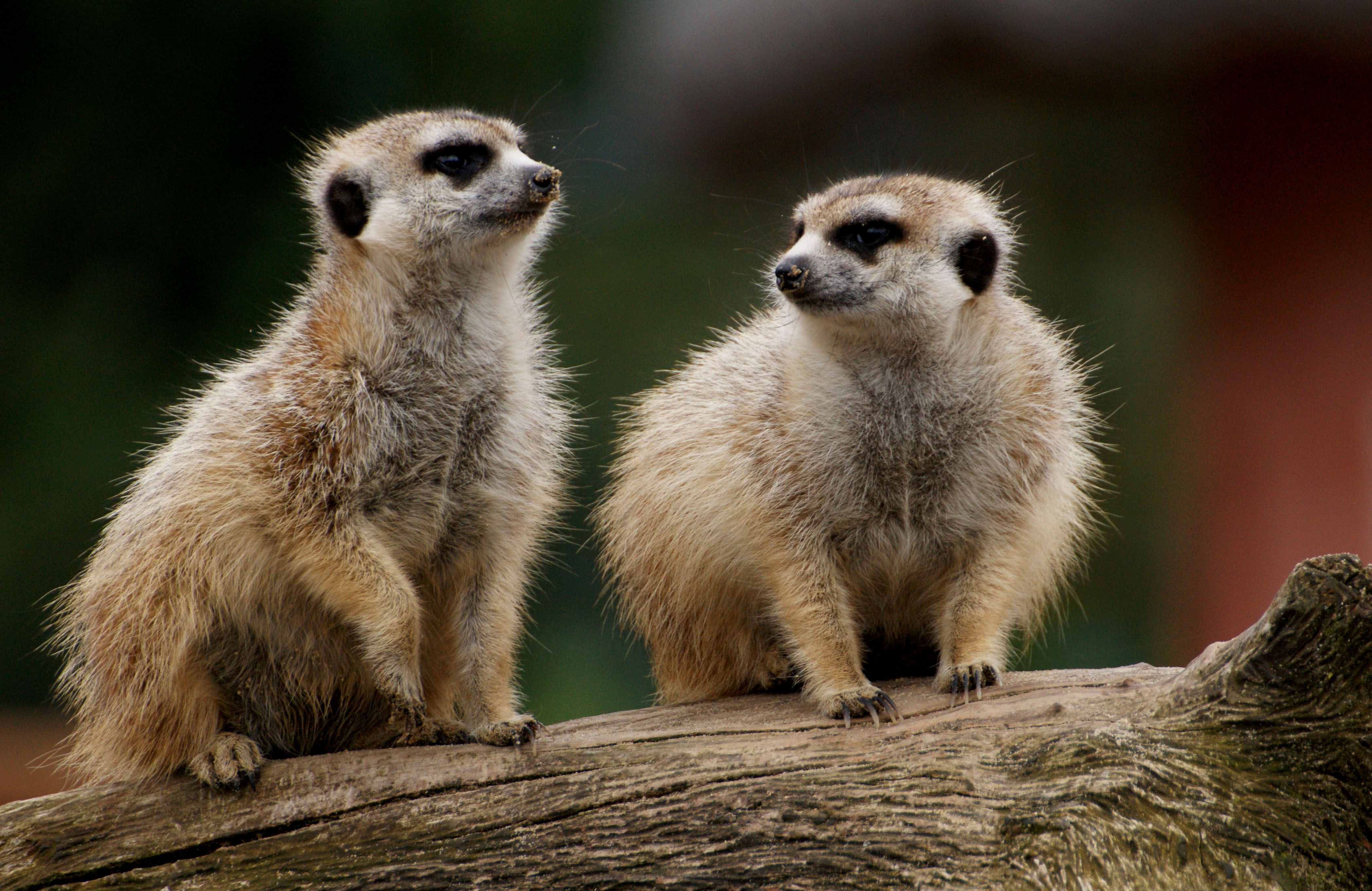 Обои meerkat двое на дереве высматривают на рабочий стол