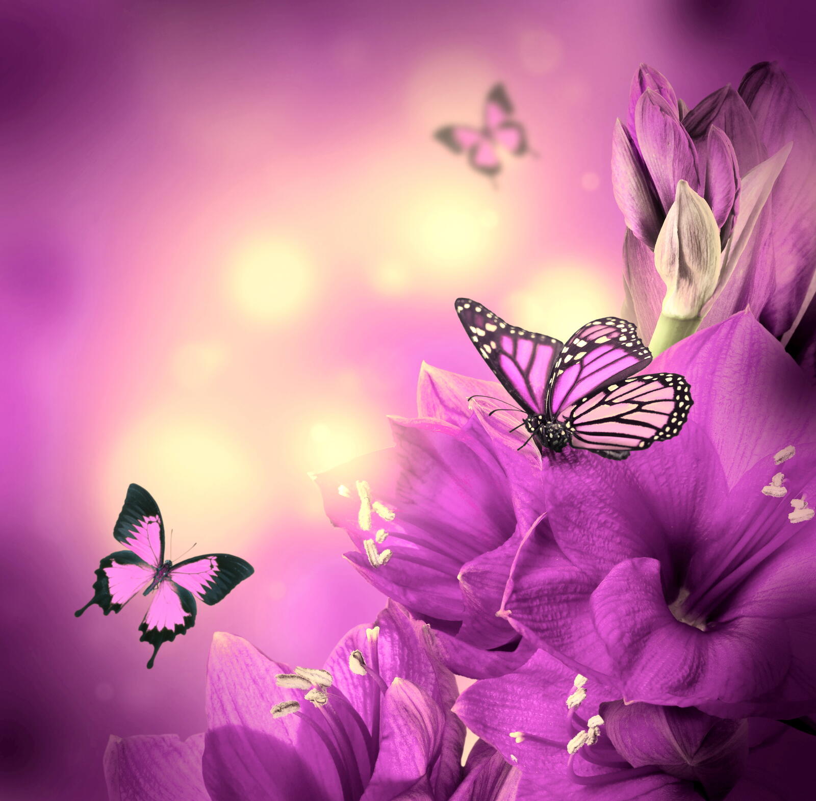 Wallpapers butterflies flowers lilies on the desktop
