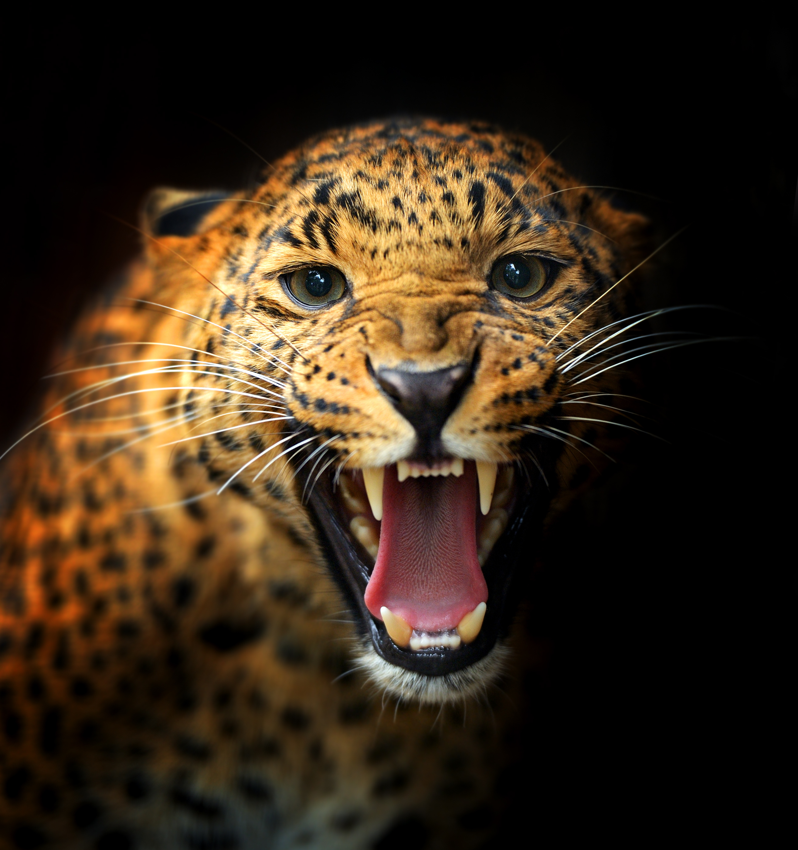 Photo free leopard, look, grin