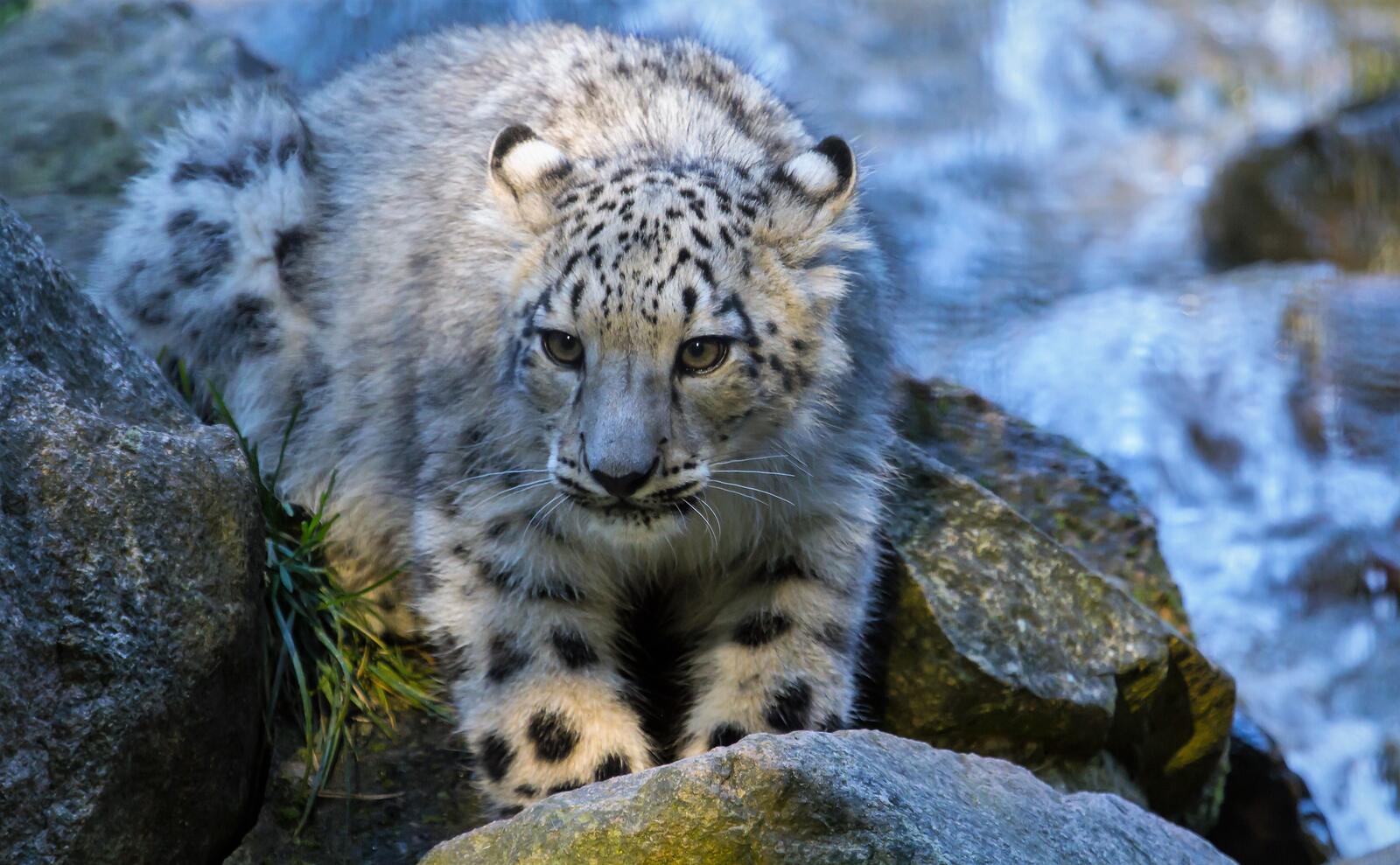 Wallpapers Young snow leopard big cat kitten on the desktop