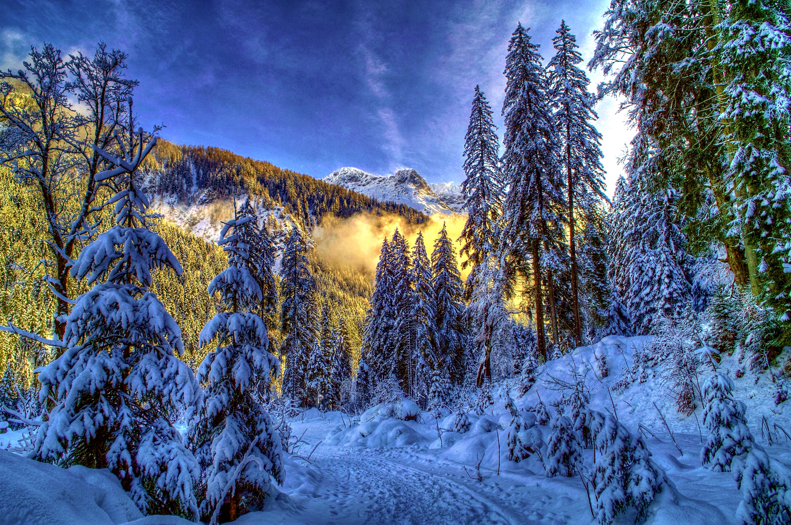 Wallpapers forest spruce winter on the desktop