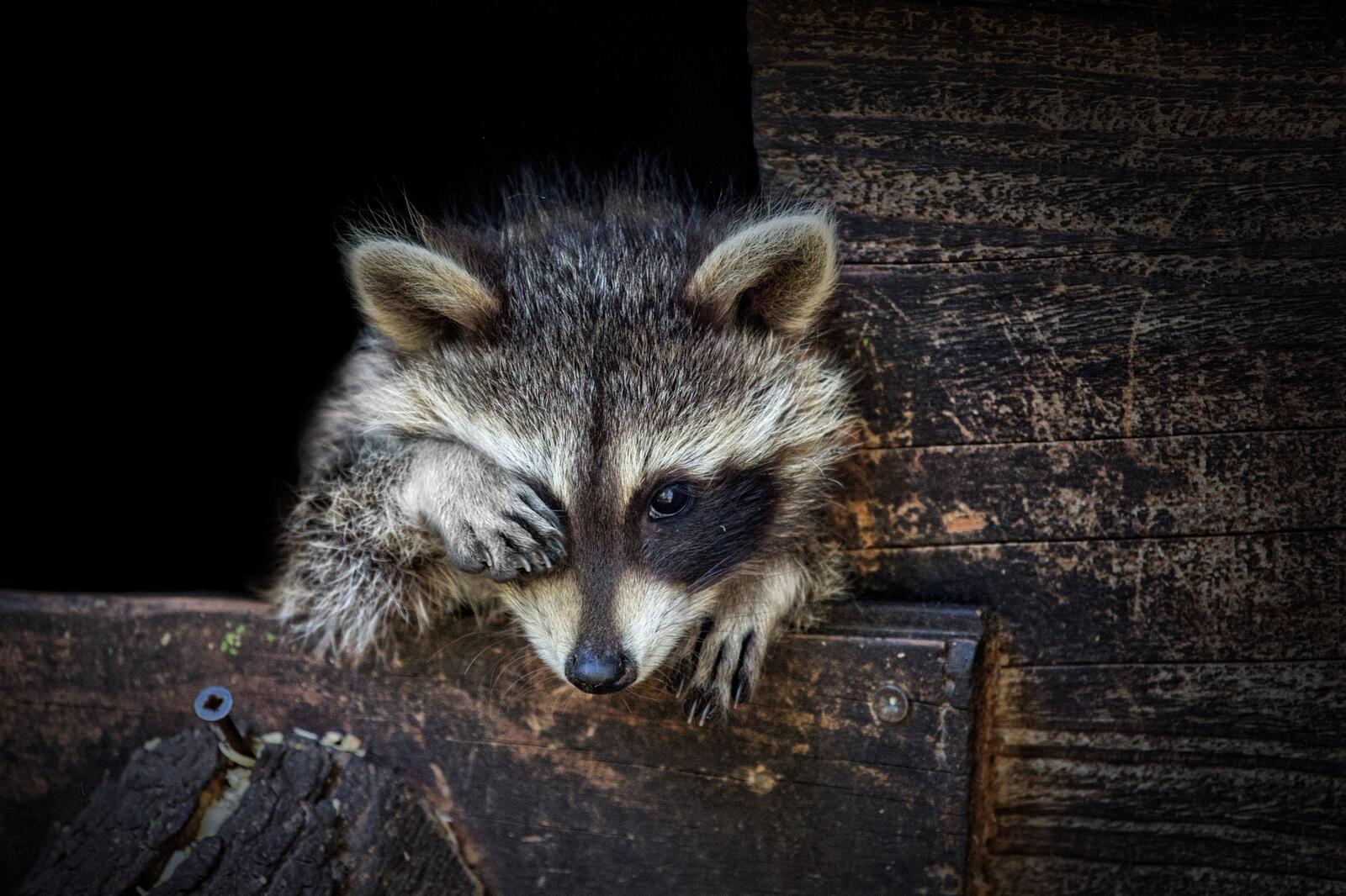 Wallpapers raccoon animal carnivorous mammal on the desktop