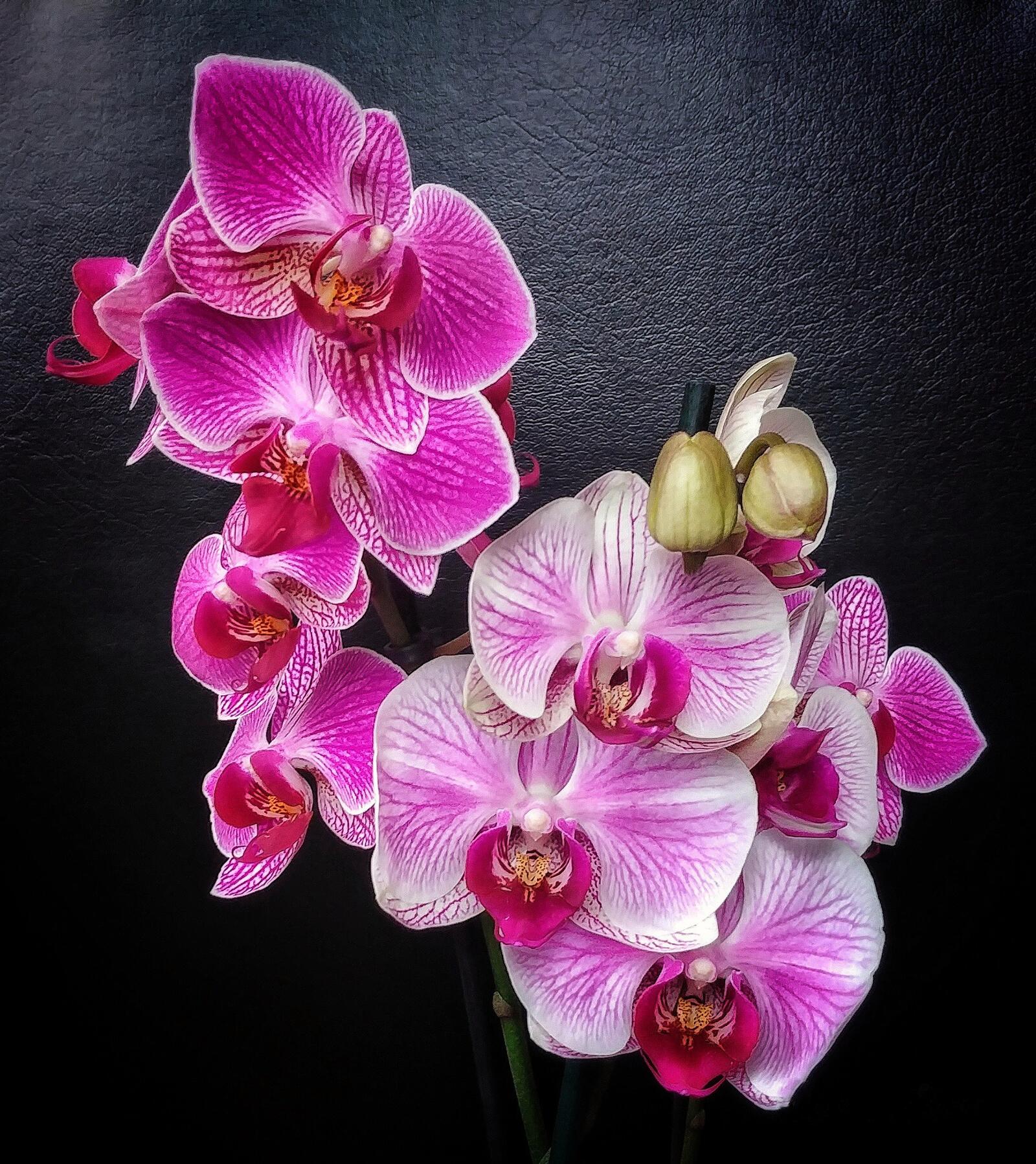 Бесплатное фото Цветы бесплатно, фото орхидеи на телефон
