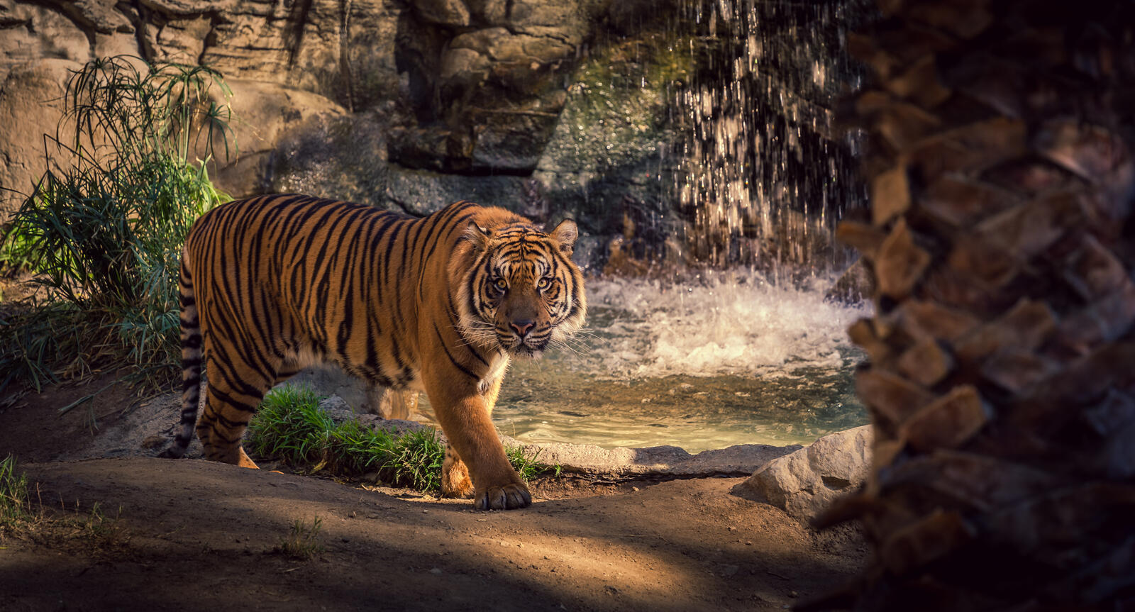Обои тигр зоопарк водопад на рабочий стол