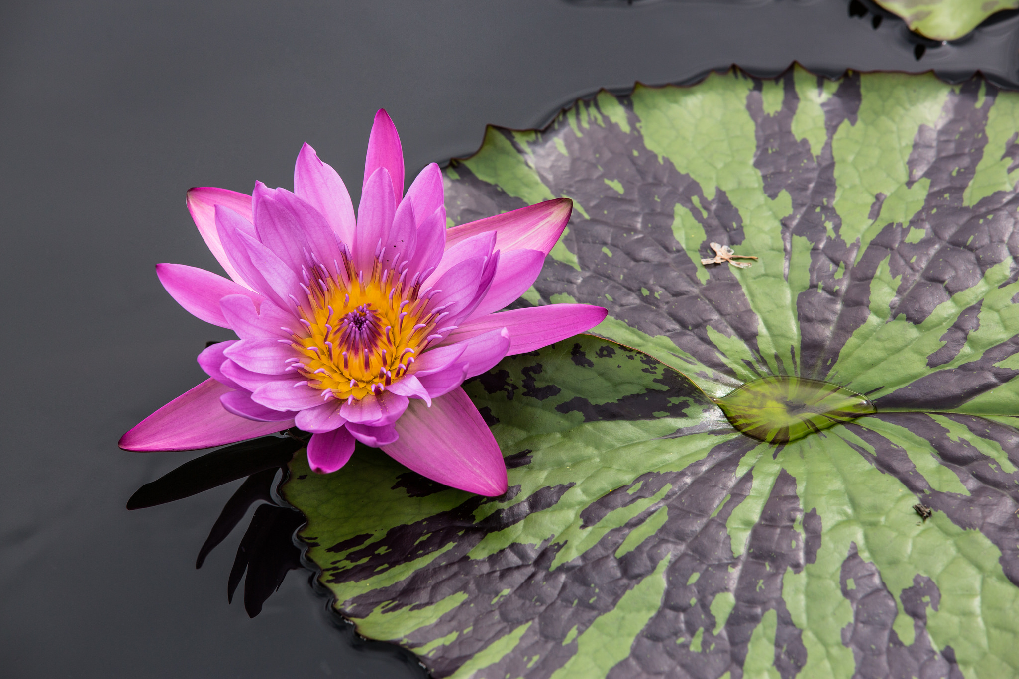 Wallpapers leaves water Lily flowers on the desktop