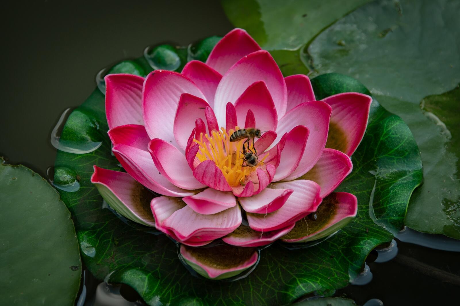 Wallpapers pond water Lily bee on the desktop