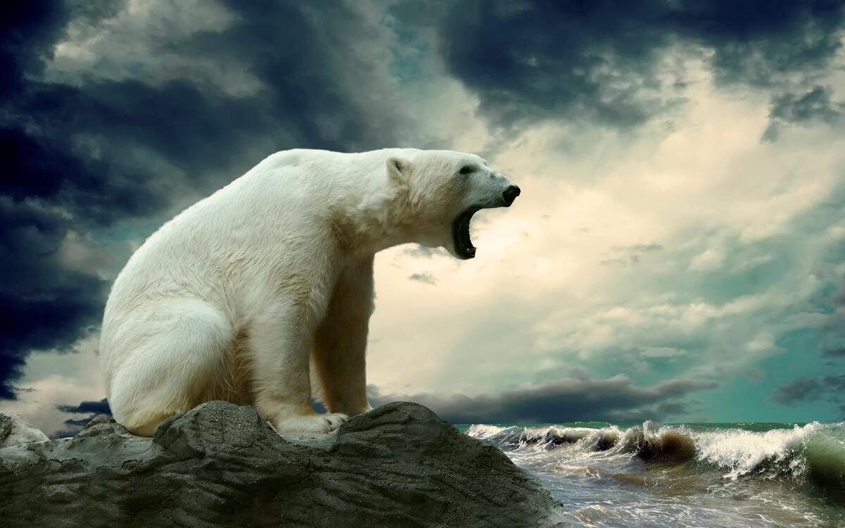 A polar bear growls