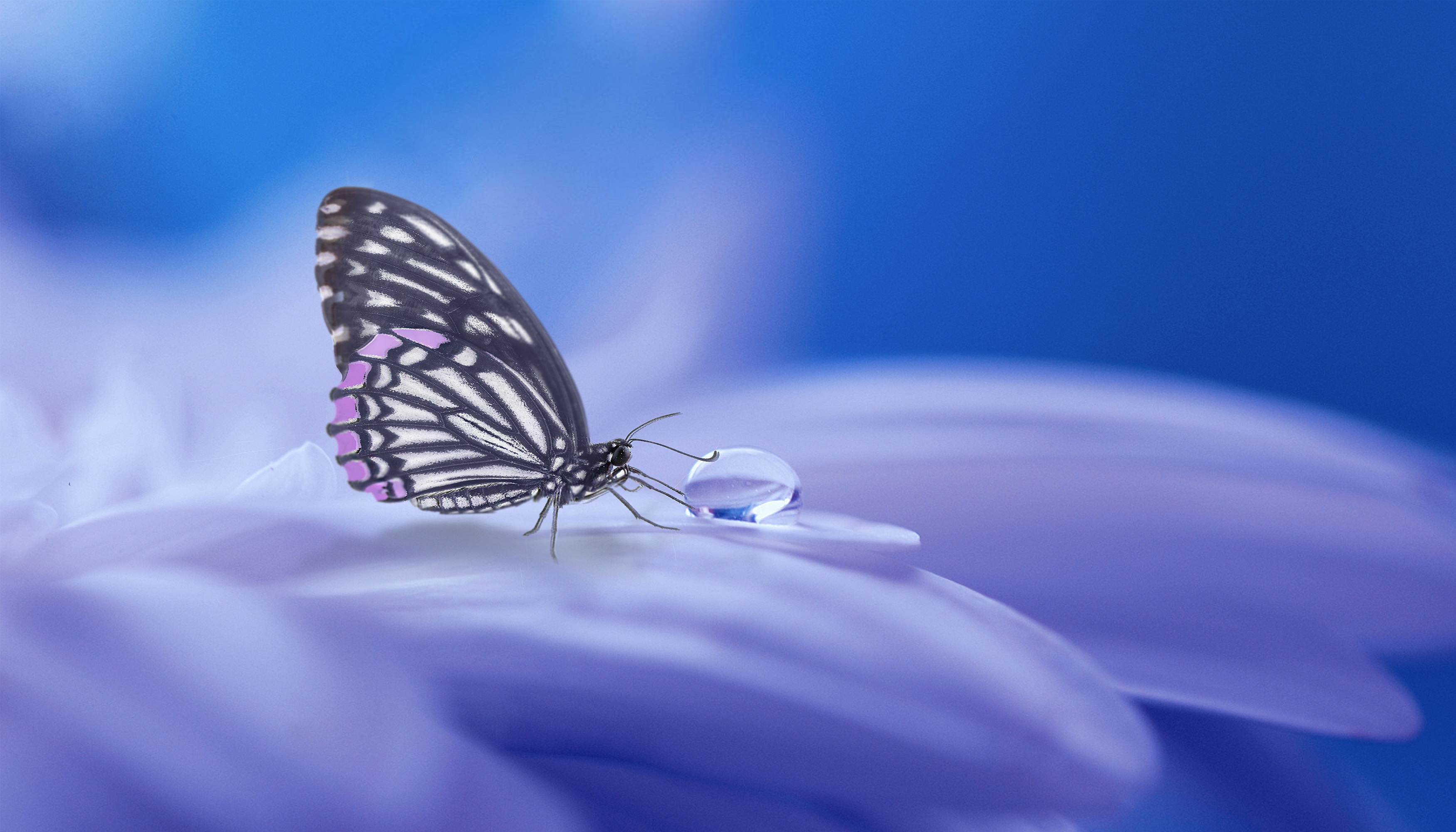 Wallpapers flower butterfly drop on the desktop