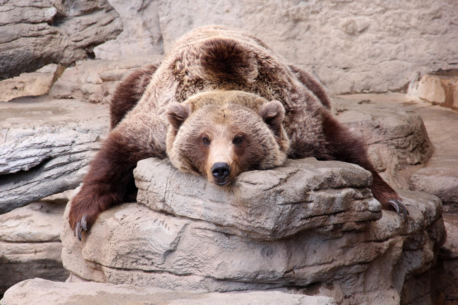 Wallpapers Grizzly stone pose on the desktop