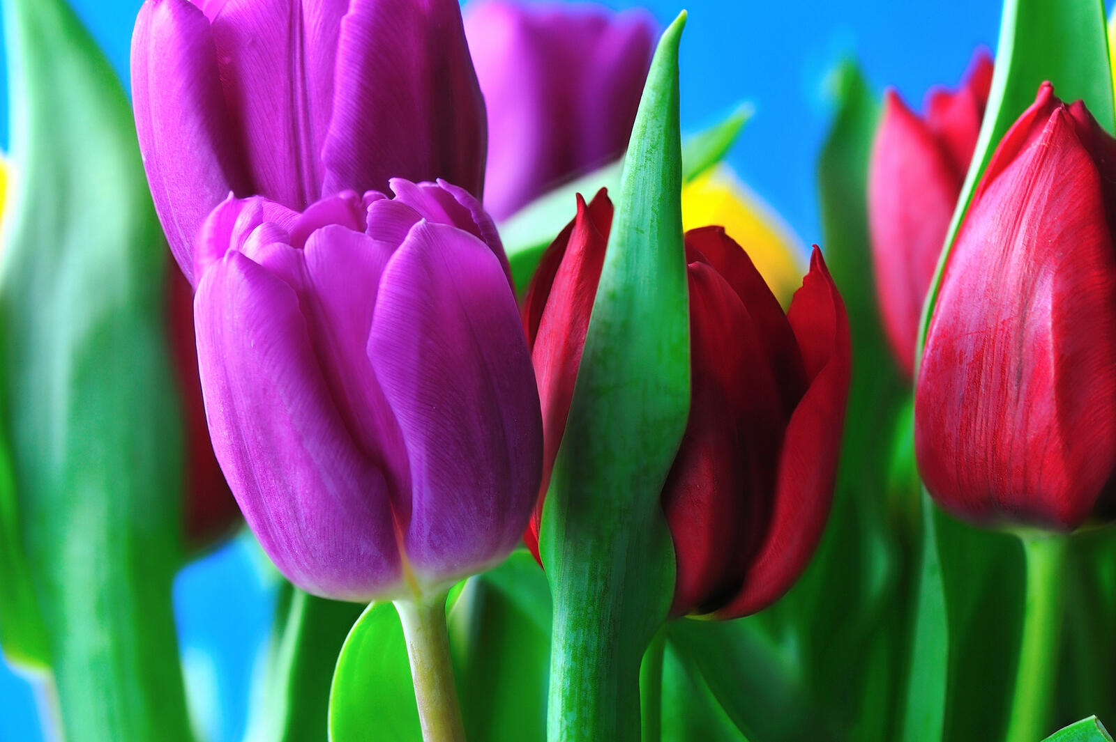 Бесплатное фото Шикарные тюльпаны