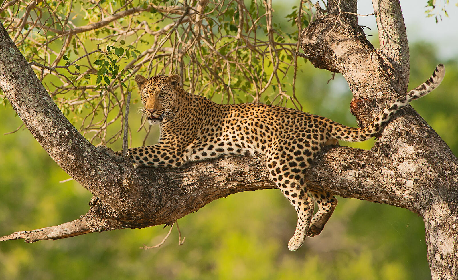 Обои Leopard in tree на дереве лапы на рабочий стол