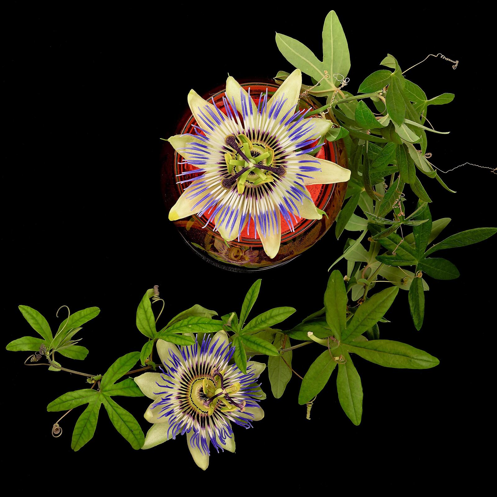 Обои Пассифлора цветы Pasionflower на рабочий стол