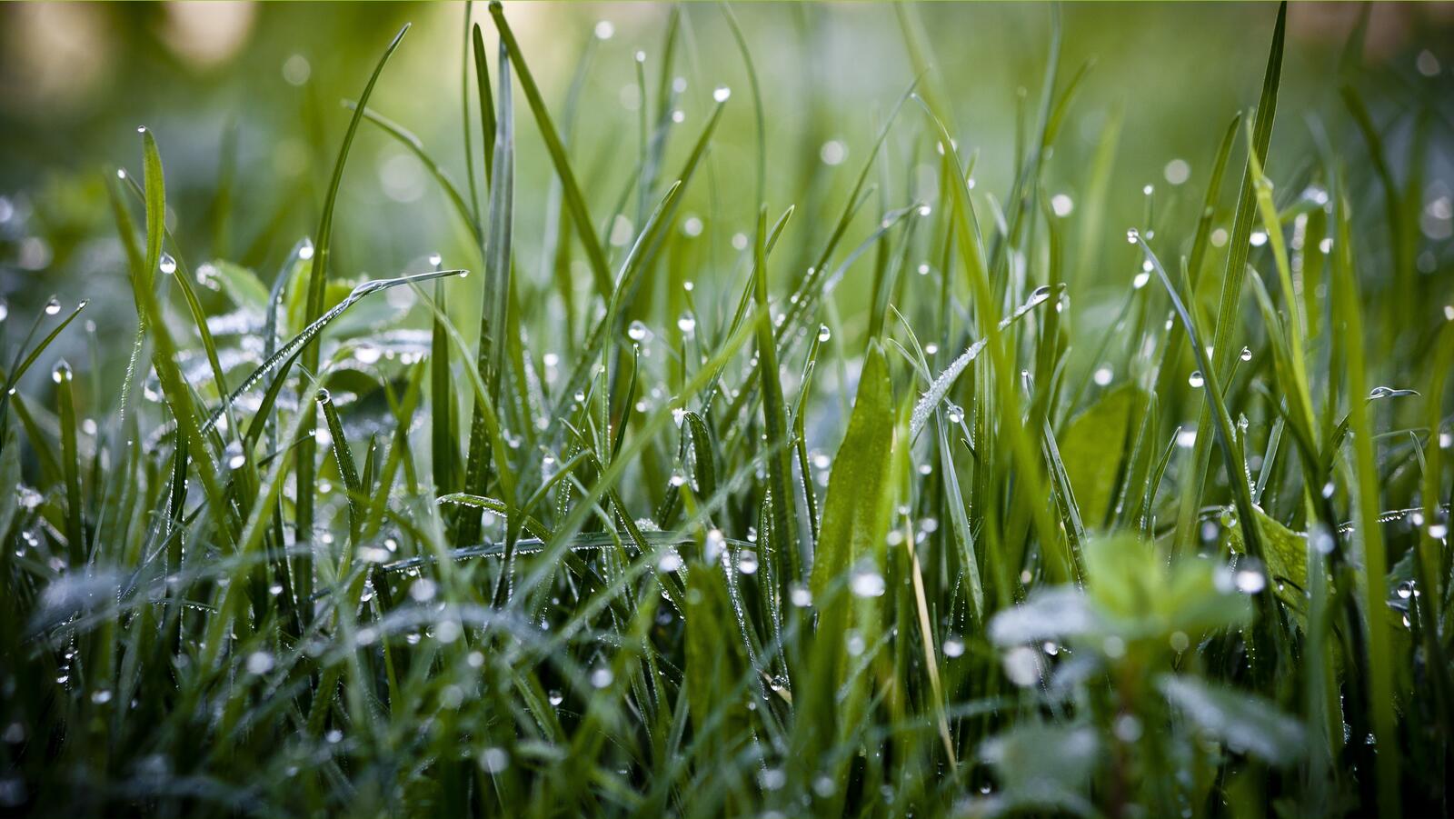 Free photo dew on the grass
