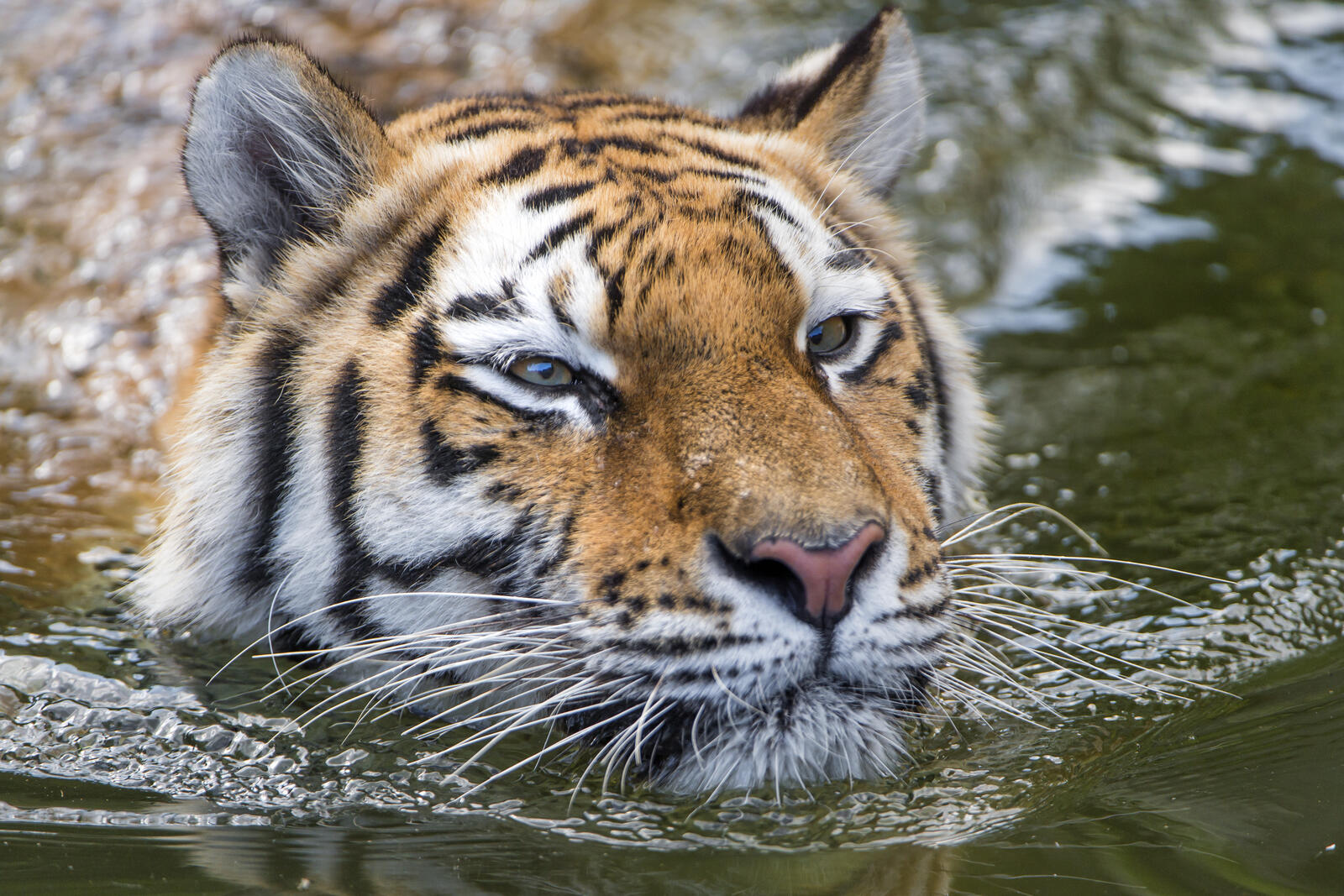 Wallpapers face predator tiger tigers on the desktop