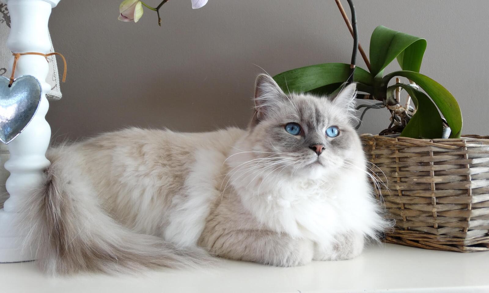 Обои белый пушистый кот голубые глаза лежа на рабочий стол