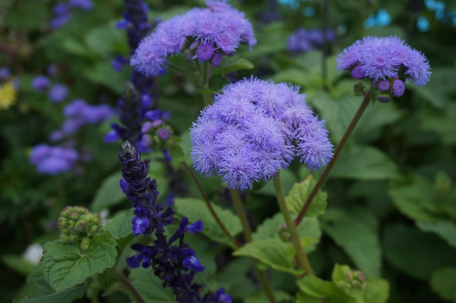 Wallpapers Asteraceae plant Ageratum on the desktop