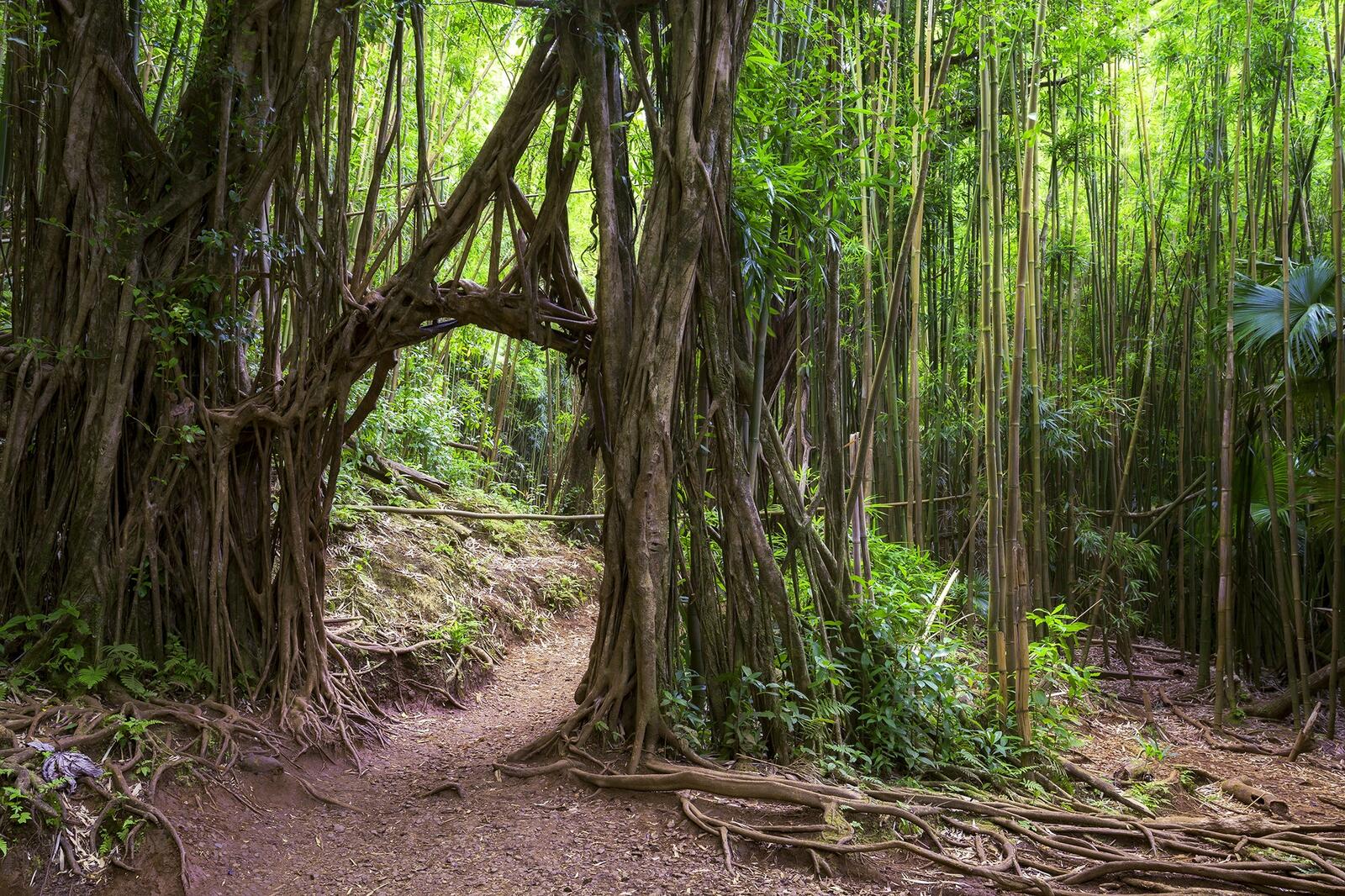 Обои Бамбуковый лес Лесная прогулка Маноа на рабочий стол
