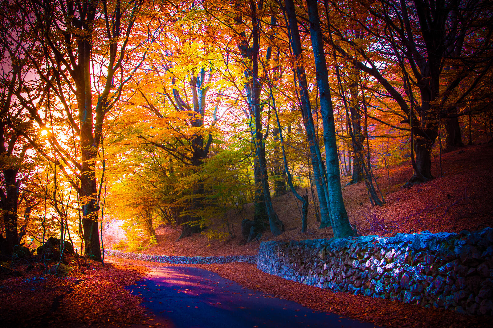 Wallpapers landscapes road autumn foliage on the desktop
