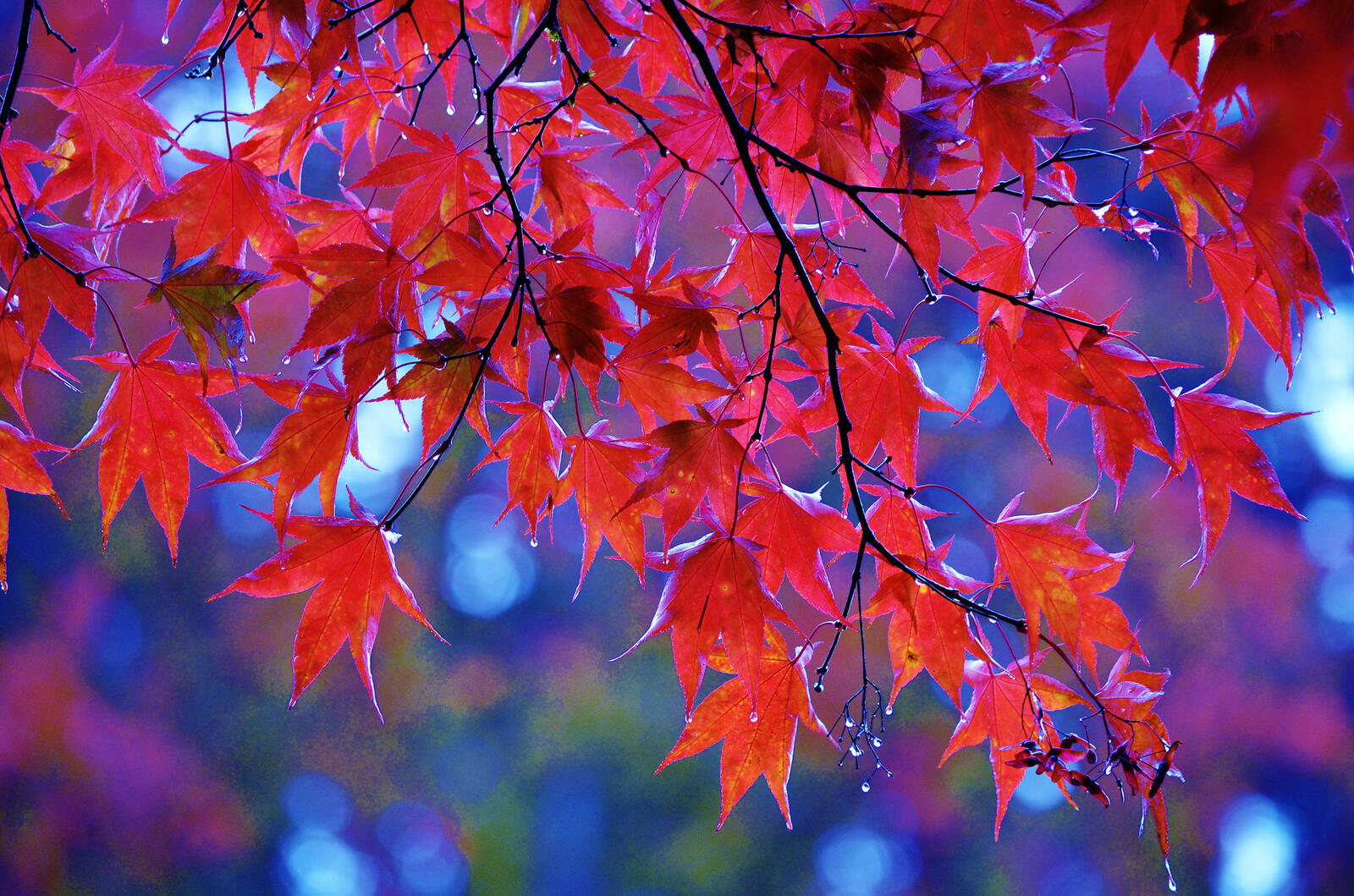 Обои осень октябрь осенняя листва на рабочий стол