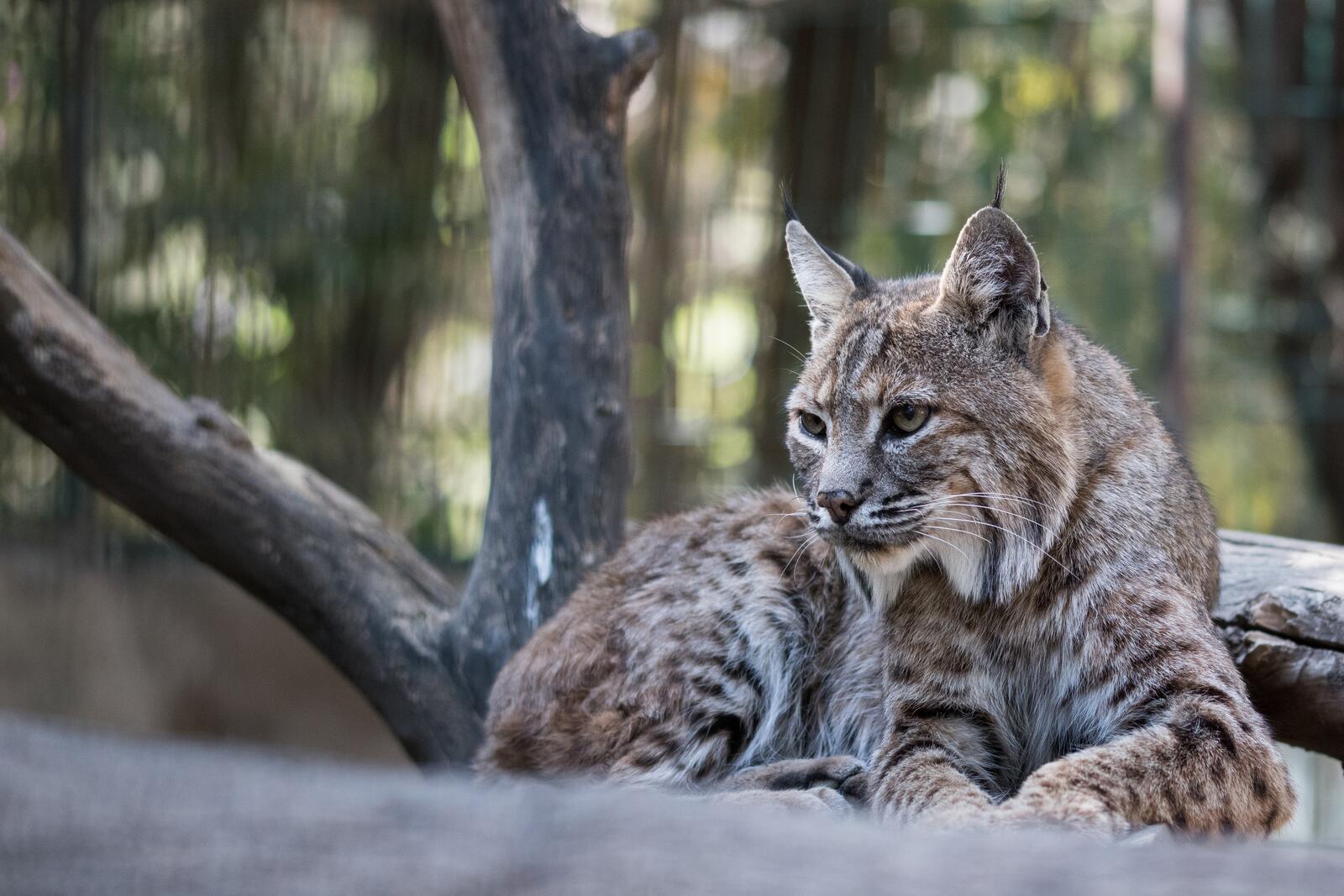 Wallpapers lynx animals background on the desktop