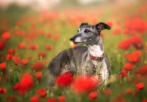Elegant Italian greyhound in the poppy field