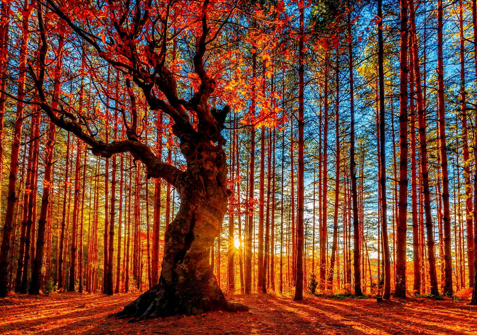Free photo Sunrise in autumn forest