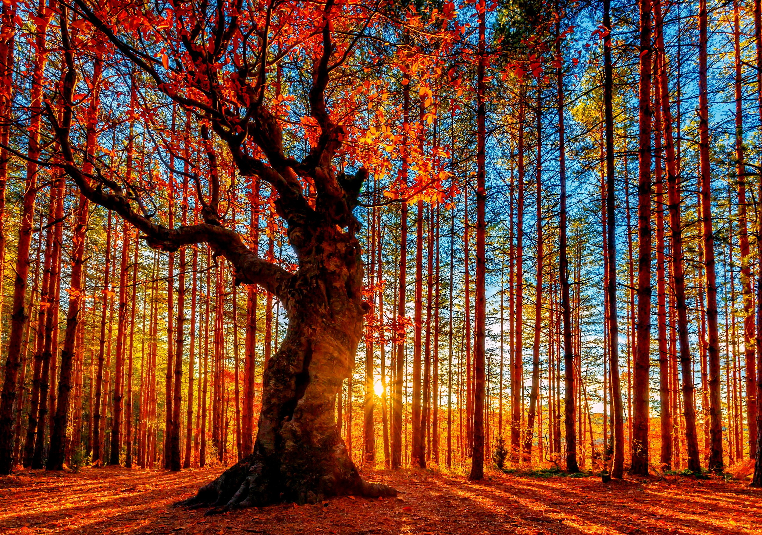免费照片秋天森林中的日出
