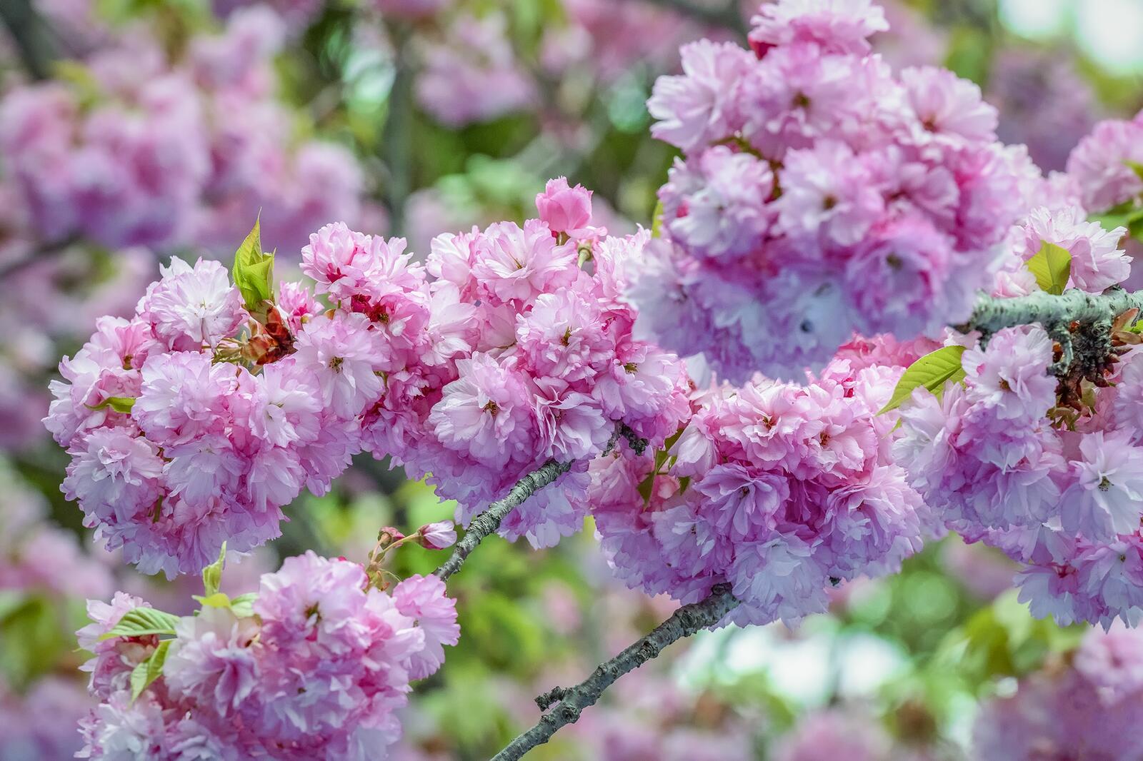 Обои цветение флора Cherry Blossom на рабочий стол