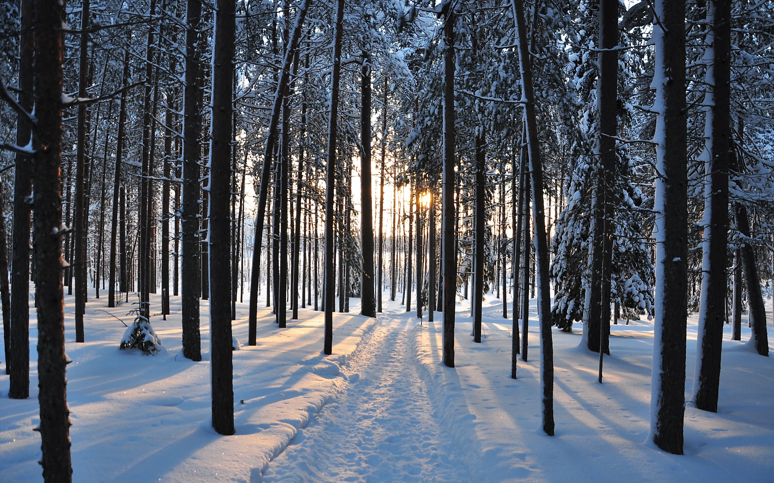 Wallpapers trunks of trees forest winter on the desktop